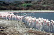 Beaks swing as birds sweep algae (Spirulina platensis) from the shallow water