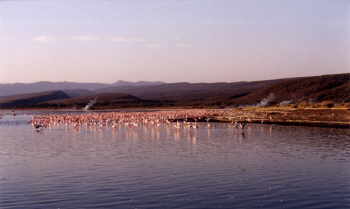 Flamingos cluster around the freshwater streaming into the lake
