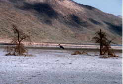 Marabou stork waits to feast on intestines of flamingos killed by  other predators