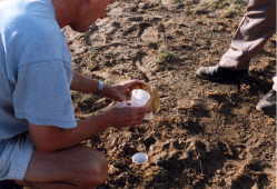 Pit traps set to trap beetles active at night 