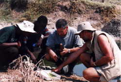 An interesting  water beetle in that net catch