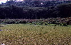 A hippo is nearly submerged among the water hyacinth