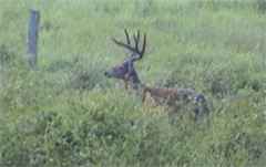 Whitetailed buck 